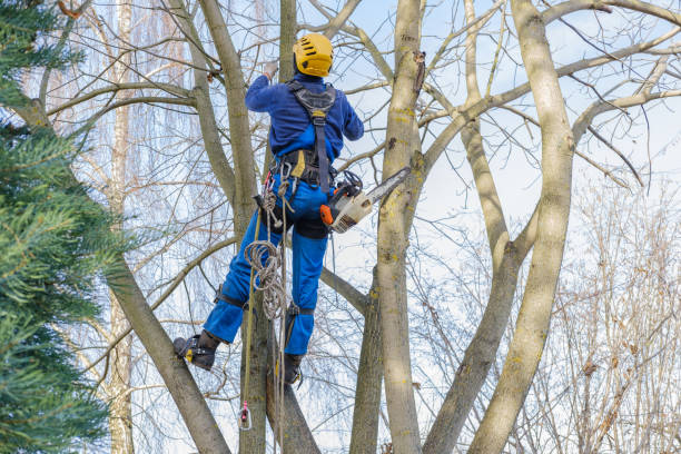 Darlington, SC Tree Care Company
